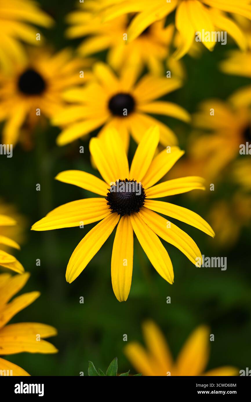 Fleurs d'automne jaune brillant de Rudbeckia fulgida deamii, également connu sous le nom de floraison coneflower du Missouri dans un jardin britannique octobre Banque D'Images
