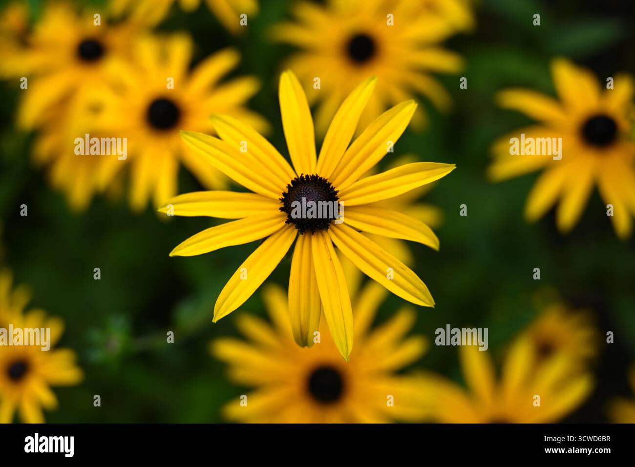Fleurs d'automne jaune brillant de Rudbeckia fulgida deamii, également connu sous le nom de floraison coneflower du Missouri dans un jardin britannique octobre Banque D'Images