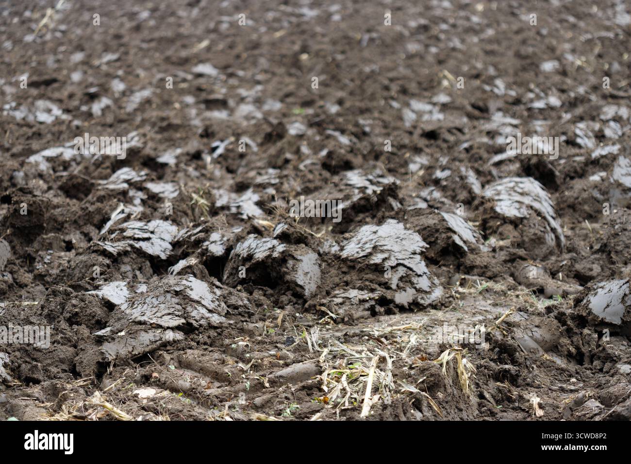 Une vue rapprochée et à faible profondeur de champ de sol fraîchement labouré et humide, créant un paysage texturé de mottes brun foncé et de surfaces plus claires et exposées. Banque D'Images