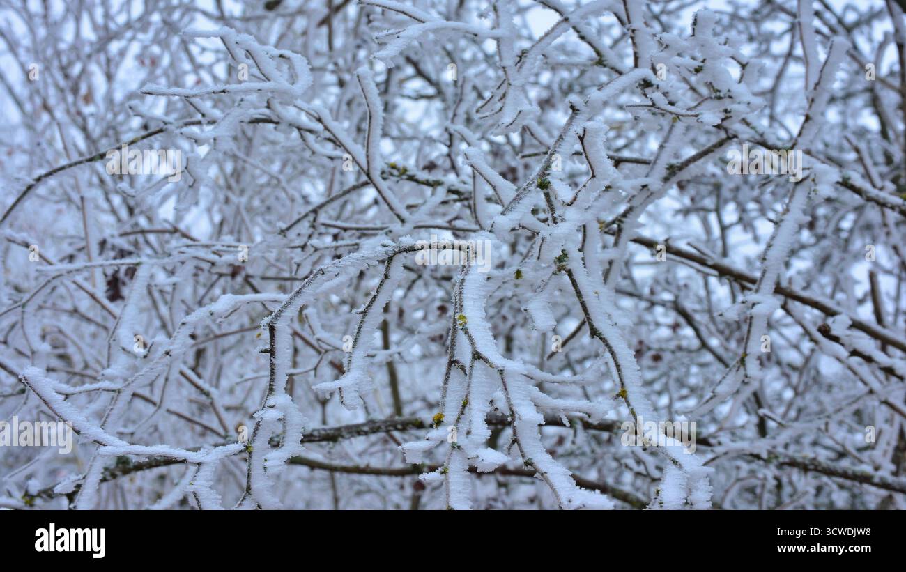 Basse température, temps froid. Branches enneigées d'un arbre dans la forêt de Transylvanie. Les branches entrelacées sont densément revêtues de blanc. Banque D'Images