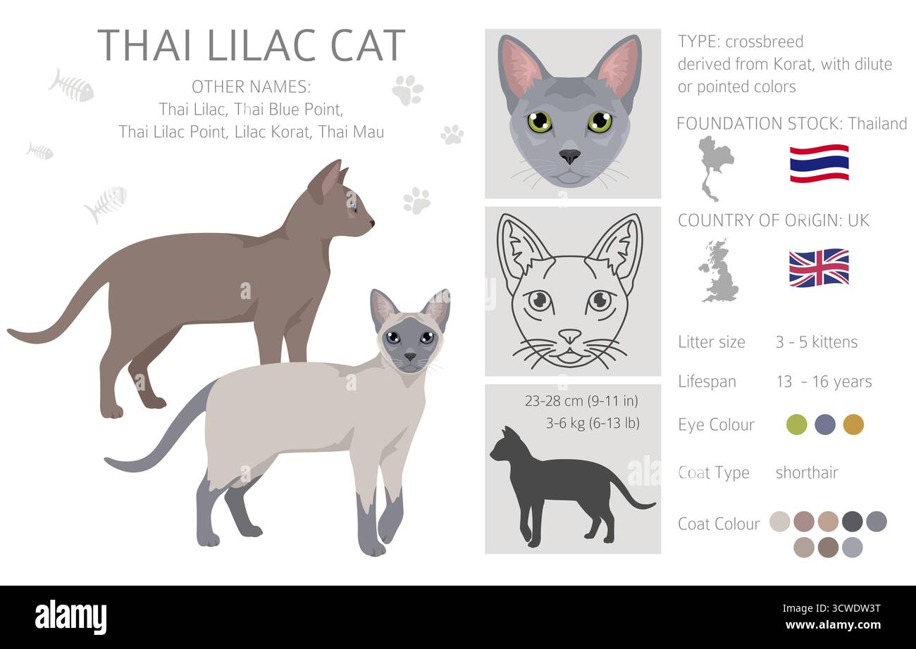 Clipart de chat lilas thaïlandais. Toutes les couleurs de manteau sont définies. Infographie des caractéristiques de toutes les races de chats. Illustration vectorielle Illustration de Vecteur