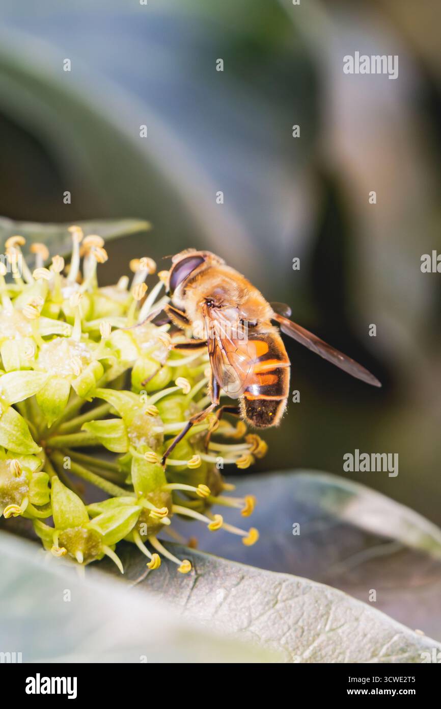 Gros plan macro photo d'une abeille collectant du pollen d'une fleur de lierre jaune-vert. Les ailes de l’abeille et les détails du corps sont capturés de manière nette, éclairés Banque D'Images