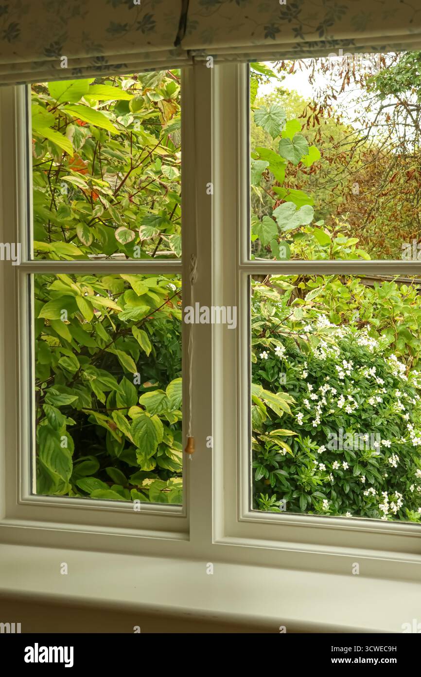 Vue sur la fenêtre intérieure sereine ouvrant sur un jardin animé rempli de feuillage vert et de délicates fleurs blanches Banque D'Images
