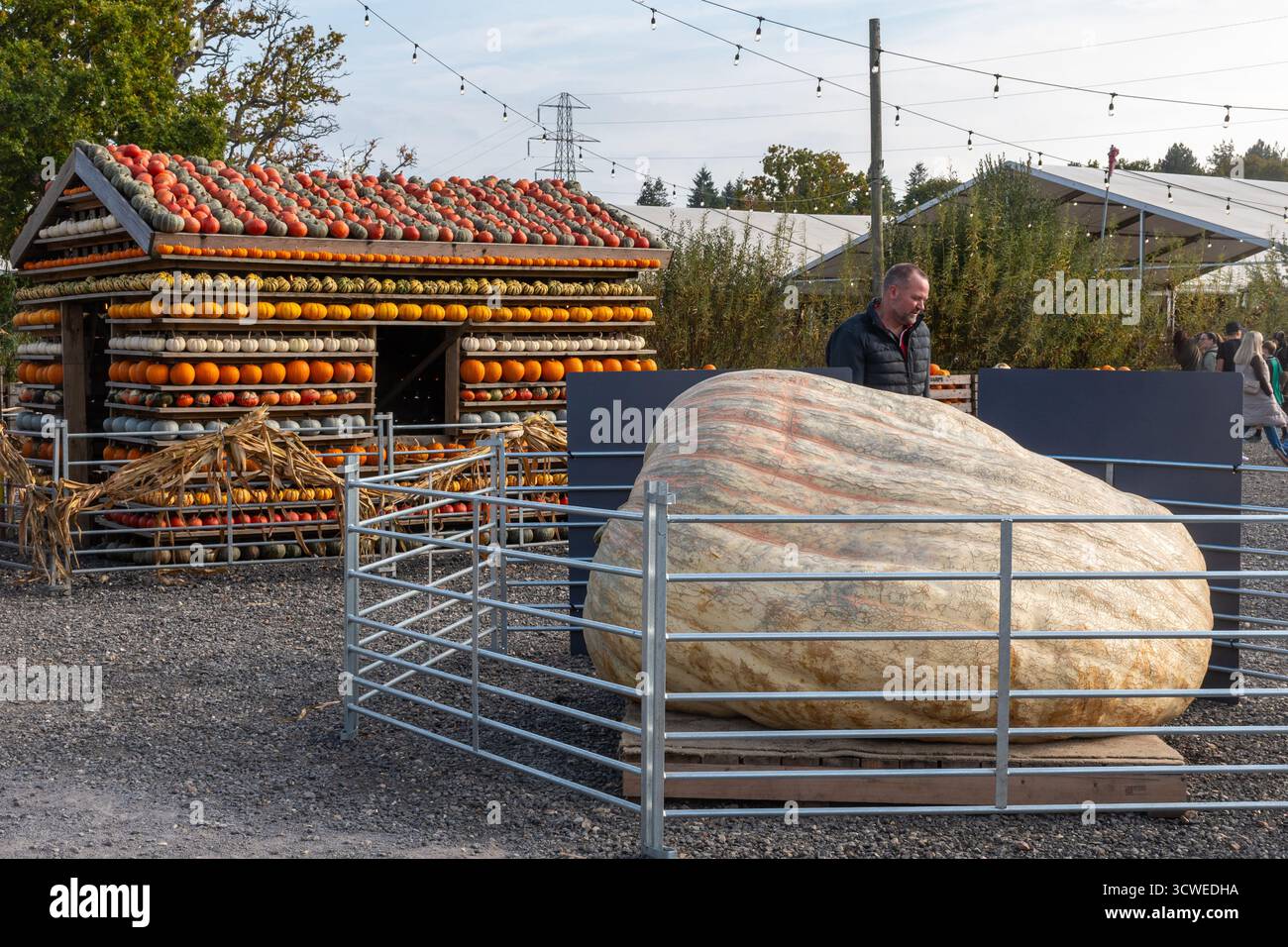 11 octobre 2025. Sunnyfields Farm Shop près de Totton, Southampton, Hampshire, Angleterre, Royaume-Uni. Le populaire événement Pumpkin Time a lieu de façon cuurente. Le festival annuel d'automne comprend des expositions étonnantes de citrouilles. Banque D'Images