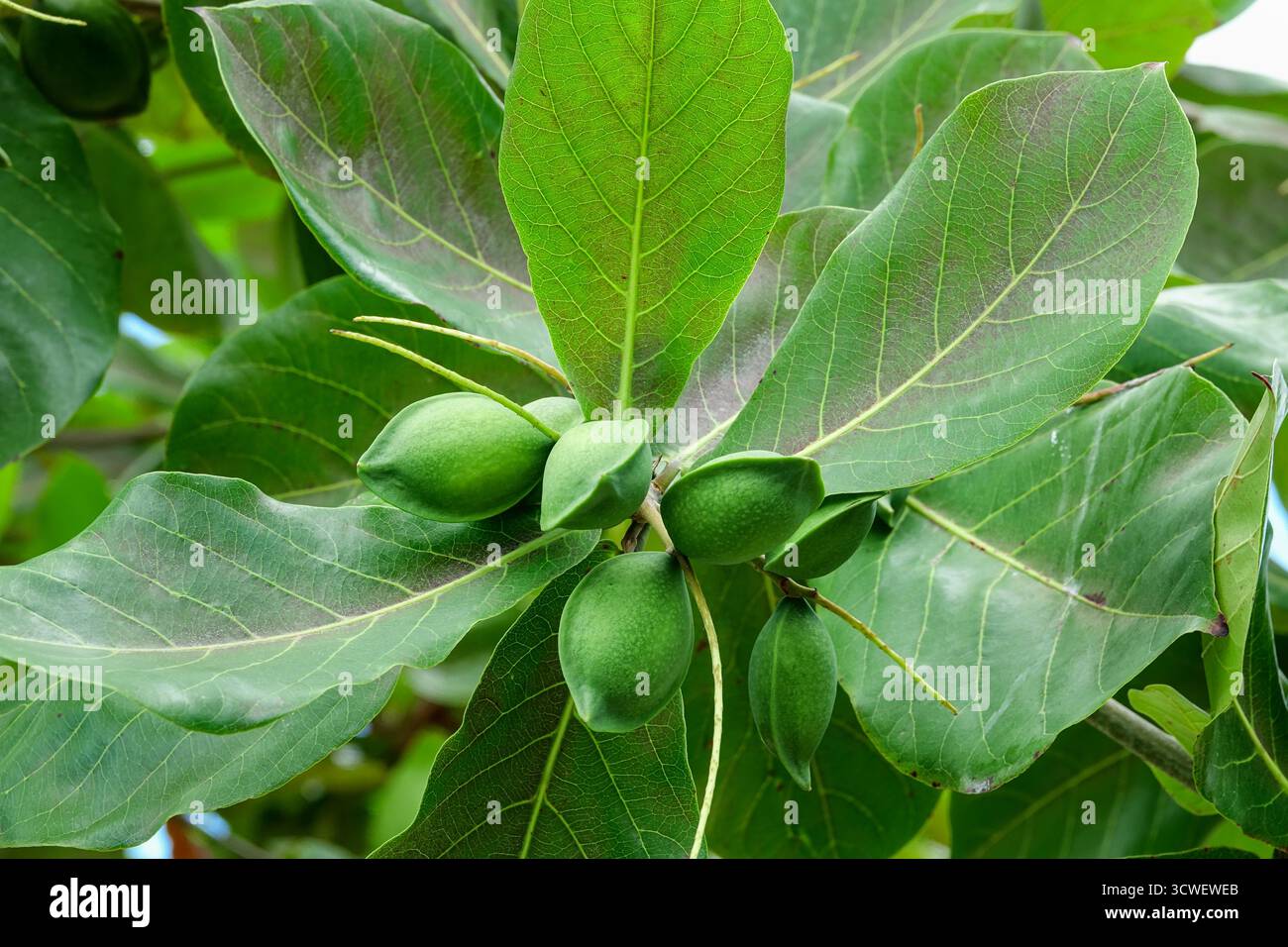 Arbre d'amande tropical avec des gousses de fruits poussant sur l'île de Tobago, Antilles. Banque D'Images