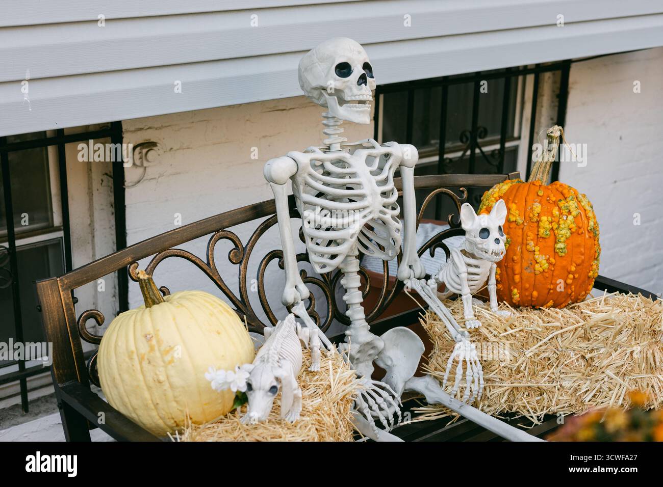 Un squelette et un petit chat sont placés sur un banc avec des citrouilles et des balles de foin, créant une scène d'Halloween d'automne. Banque D'Images