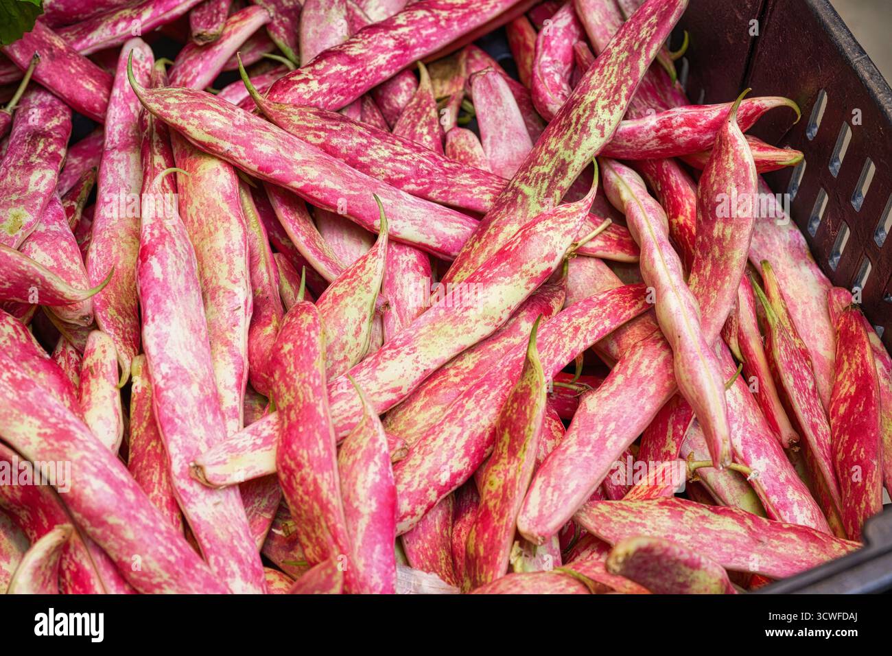 Une vue complète et rapprochée des gousses de haricots Borlotti ou Cranberry fraîches avec des taches roses et vertes éclatantes, empilées dans une caisse du marché noir à Porto Banque D'Images