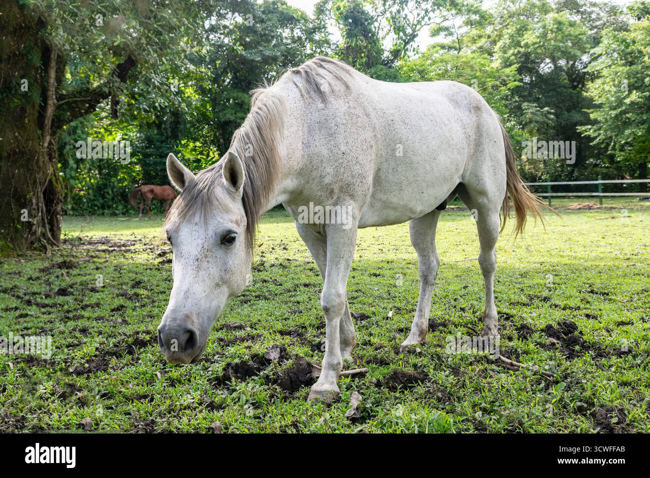 Un cheval blanc debout dans un pâturage vert, capturé à la lumière du jour. Le cheval abaisse légèrement la tête, paraissant calme et curieux. Banque D'Images