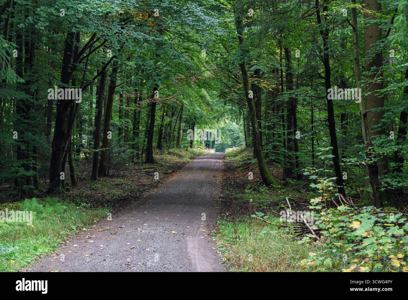 Un sentier magnifiquement paisible et tranquille, entouré d'arbres denses et luxuriants, idéal pour les promenades dans la nature et la détente Banque D'Images