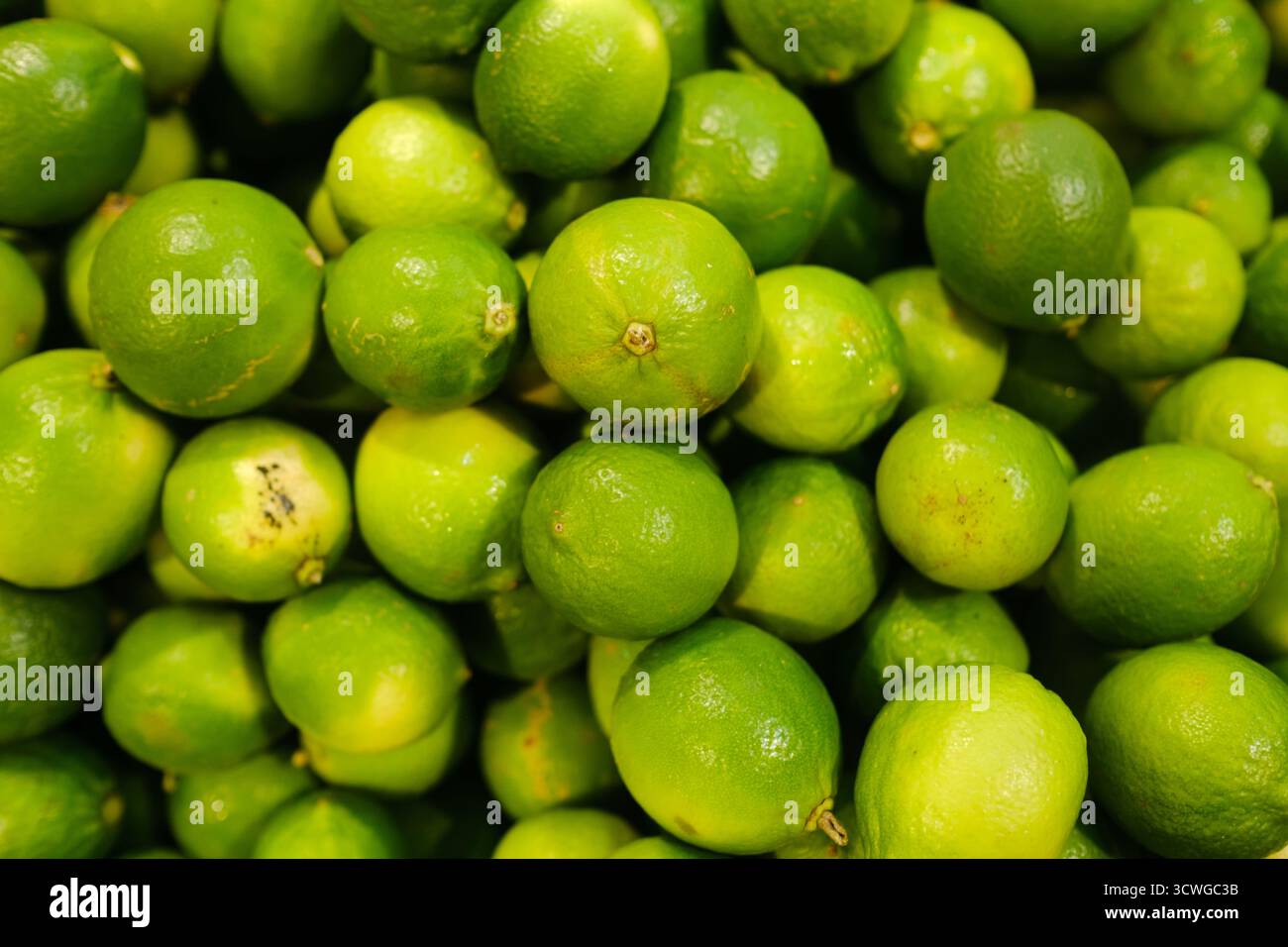 Les citrons verts vifs sont empilés étroitement ensemble, mettant en valeur leur peau brillante et leur aspect frais. Cette scène animée capture l'essence d'un bustlin Banque D'Images