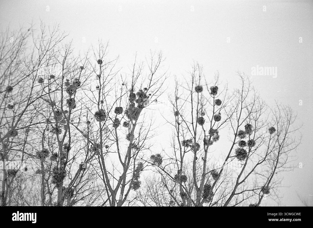 Analog Archive documentaire photo Dairy Banque D'Images