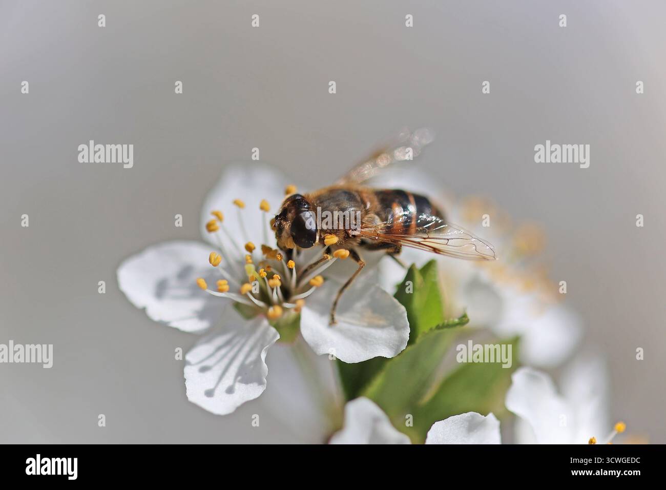 Gros plan d'une abeille pollinisant une fleur de cerisier blanc au printemps Banque D'Images