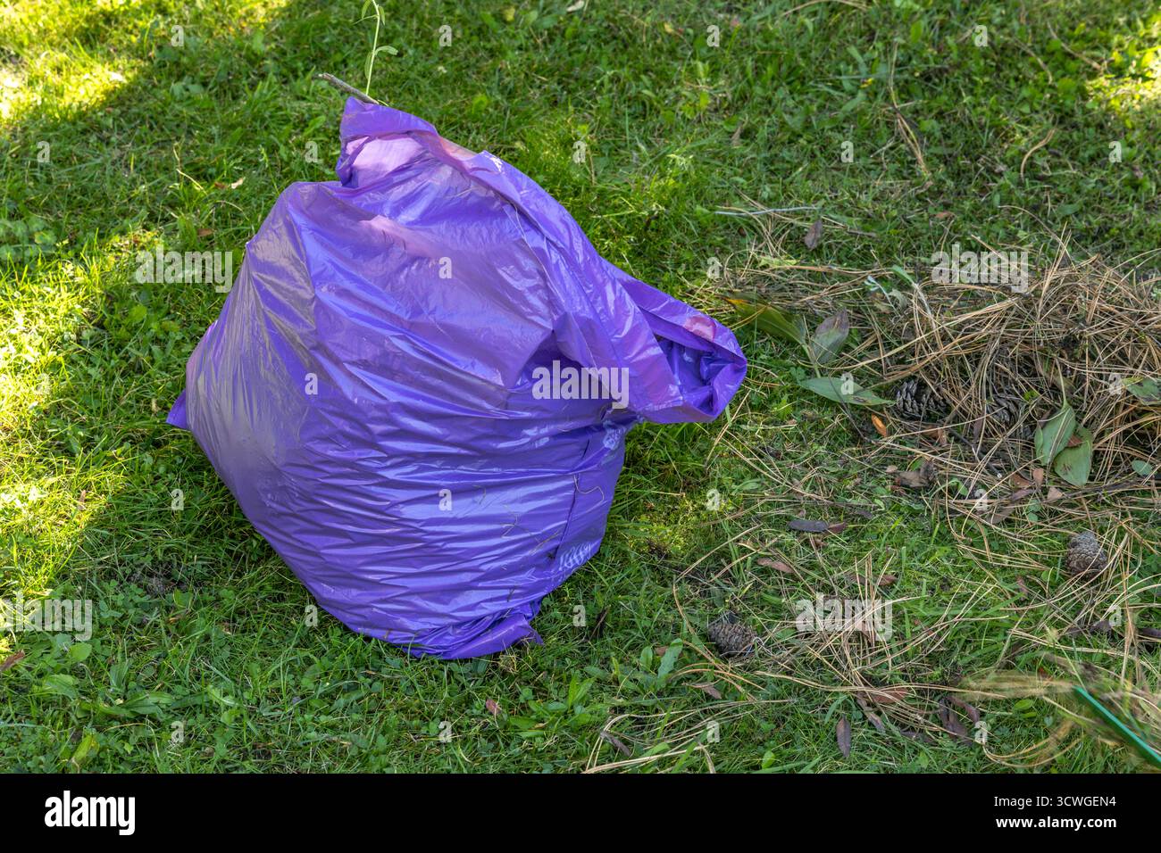 Vue de dessus de la scène de nettoyage de jardin avec un râteau, des aiguilles de pin sèches et un sac poubelle violet sur une pelouse verte. Concept de travail extérieur, entretien de jardin, Banque D'Images
