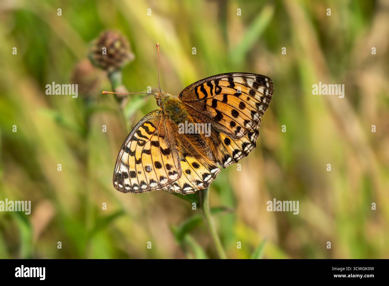 Papillon fritillaire vert foncé (Speyeria aglaia) avec ses ailes déployées qui se trouve volant au printemps et en été, photographie macro nature de Banque D'Images