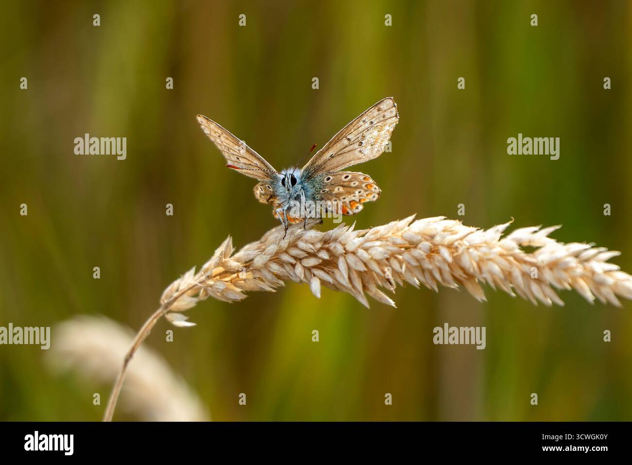 Papillon bleu commun (Polyommatus icarus) montrant ses sous-ailes qui se trouve volant au printemps et en été, photographie macro nature des papillons, Banque D'Images