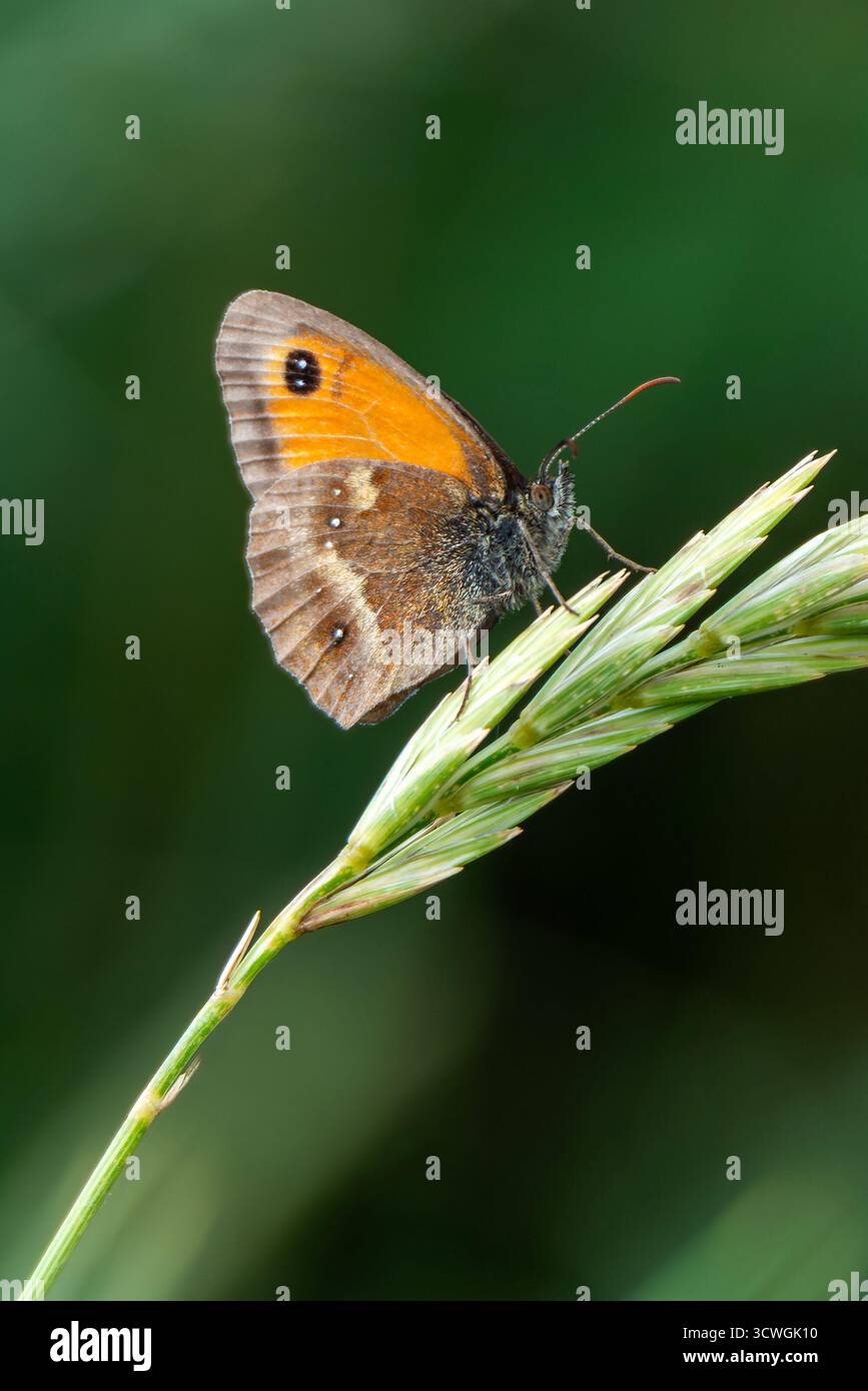 Papillon gardien (Pyronia tithonus) également connu sous le nom de Hedge Brown avec ses ailes fermées qui se trouve volant au printemps et en été, photo macro nature Banque D'Images