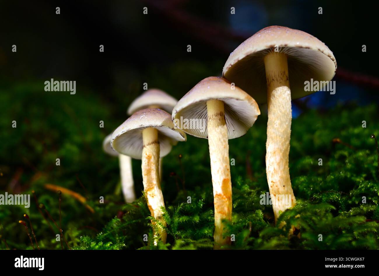 Champignons, champignons, tabourets poussant sur des arbres morts et en décomposition dans des forêts mixtes. Banque D'Images
