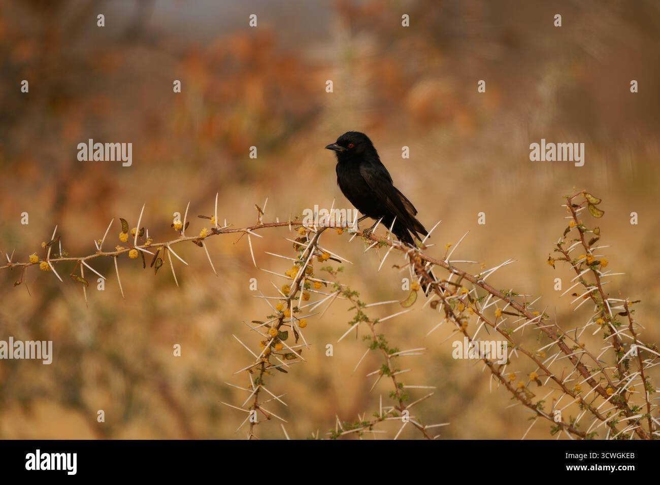 Drongo à queue de fourche - Dicrurus adsimilis aussi drongo commun, drongo africain ou drongo savane, famille des Dicruridae, oiseau noir de passerine de taille moyenne, na Banque D'Images