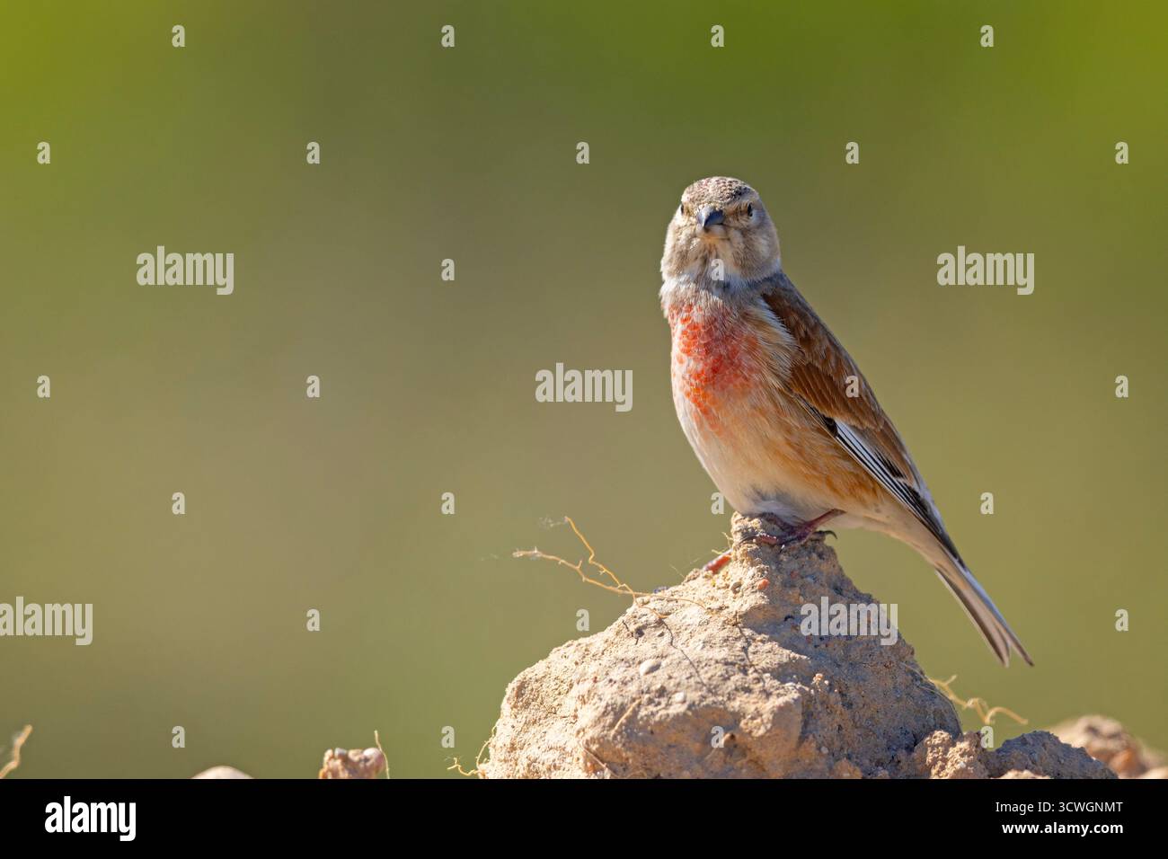 Le linnet commun (Linaria cannabina) est un petit passereau de la famille des finch, Fringillidae Banque D'Images