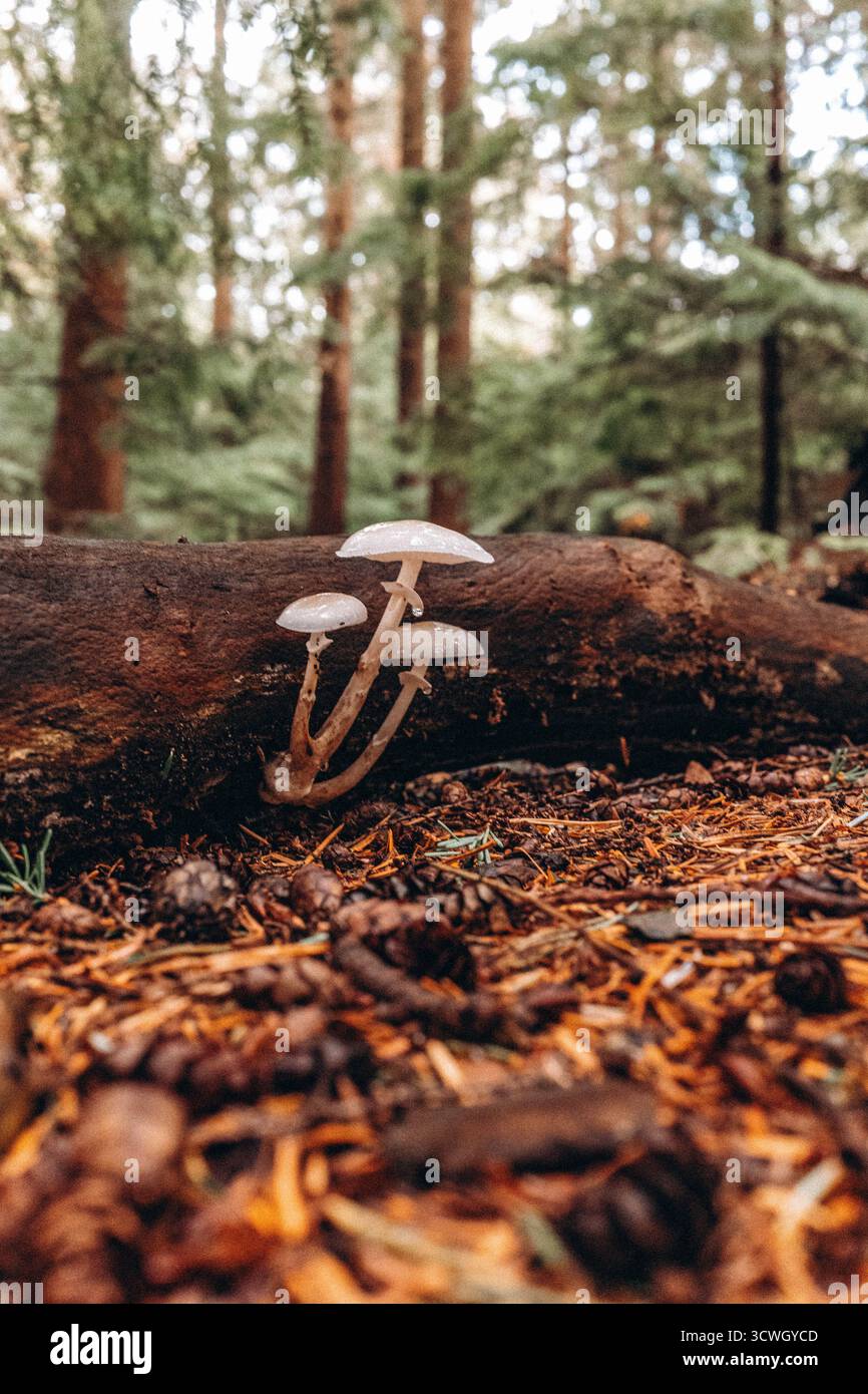 Champignons dans les bois Banque D'Images