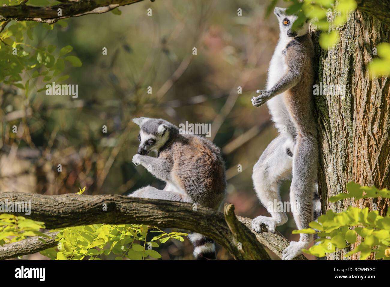 Deux lémuriens à queue annulaire (Lemur catta) sont assis haut dans un arbre au milieu de feuilles vertes fraîches par une journée ensoleillée. On se tient appuyé contre l'arbre. Sud et Banque D'Images
