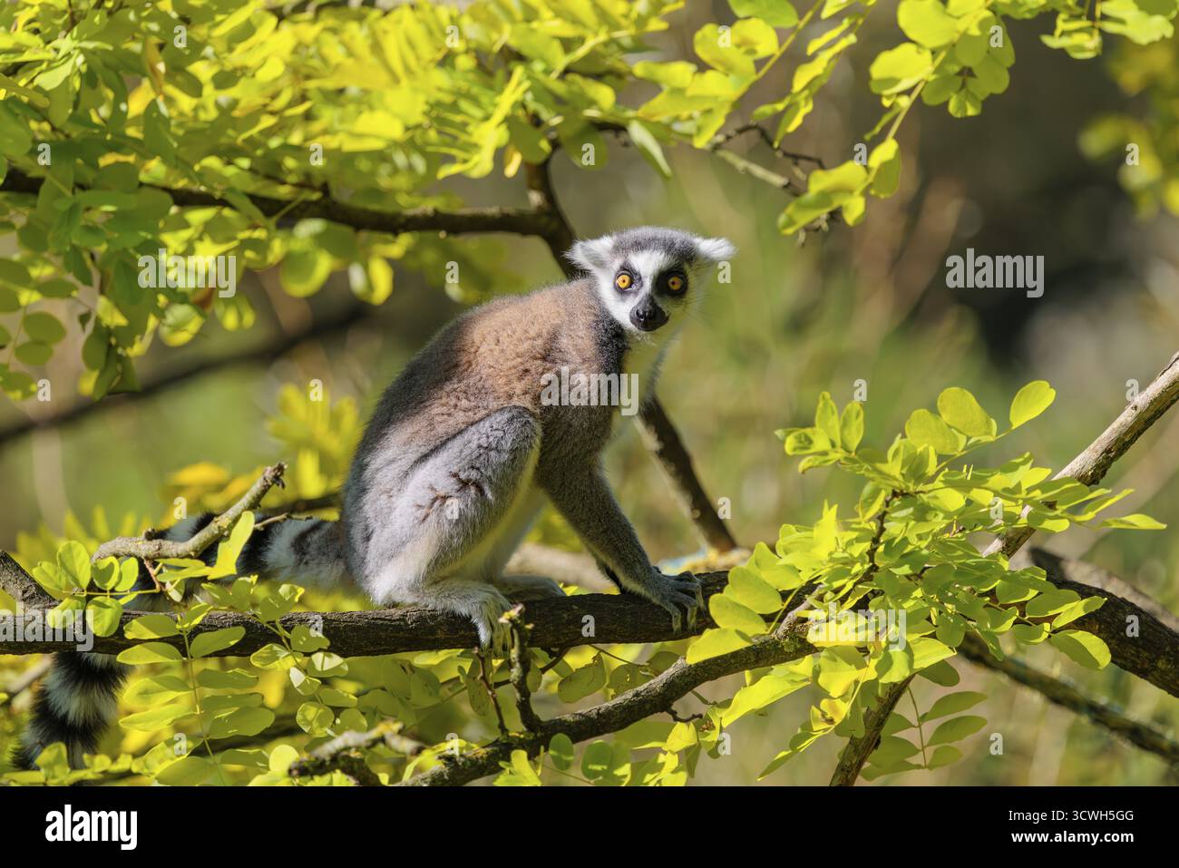 Un lémurien à queue annulaire (Lemur catta) est assis un jour ensoleillé dans un arbre au milieu de feuilles vertes fraîches. Sud et Sud-Ouest de Madagascar Banque D'Images