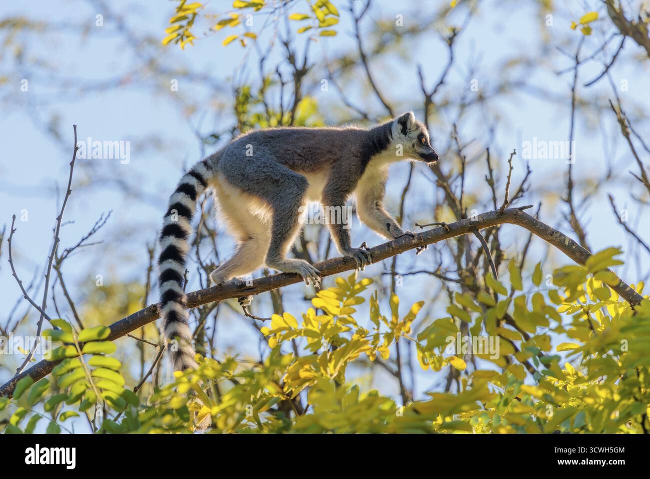 Un lémurien à queue annulaire (Lemur catta) traverse une branche haute dans un arbre contre la lumière par une journée ensoleillée. Sud et Sud-Ouest de Madagascar Banque D'Images