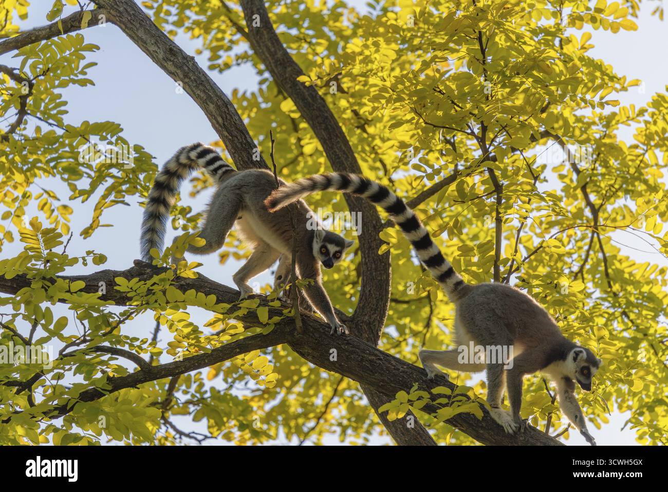 Un lémurien à queue annulaire (Lemur catta) traverse une branche haute dans un arbre contre la lumière par une journée ensoleillée. Sud et Sud-Ouest de Madagascar Banque D'Images