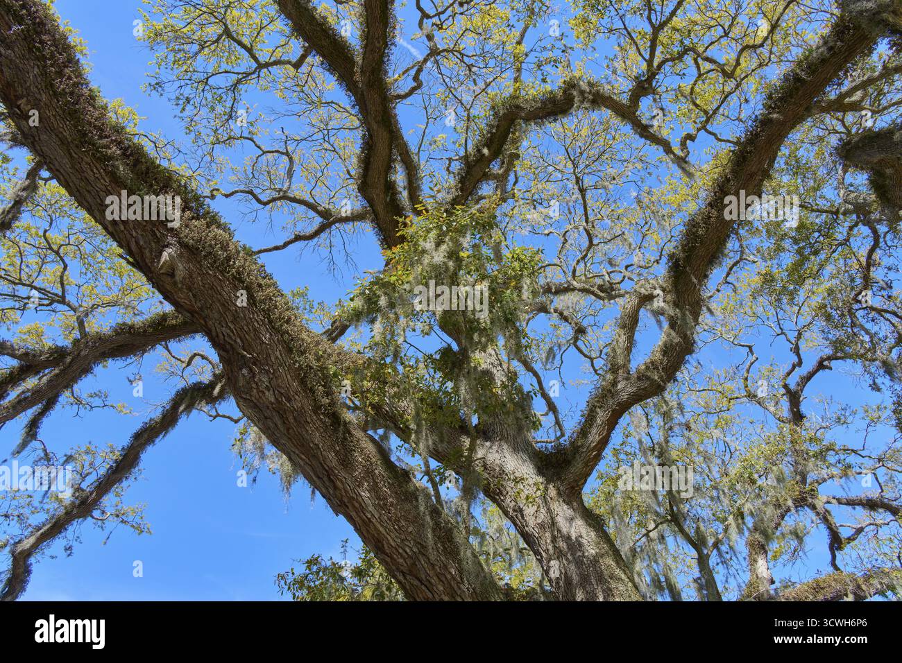 Gros plan de la cime des arbres avec des branches couvertes de mousse sous un ciel bleu clair, Saint Augustine, Floride, États-Unis Banque D'Images