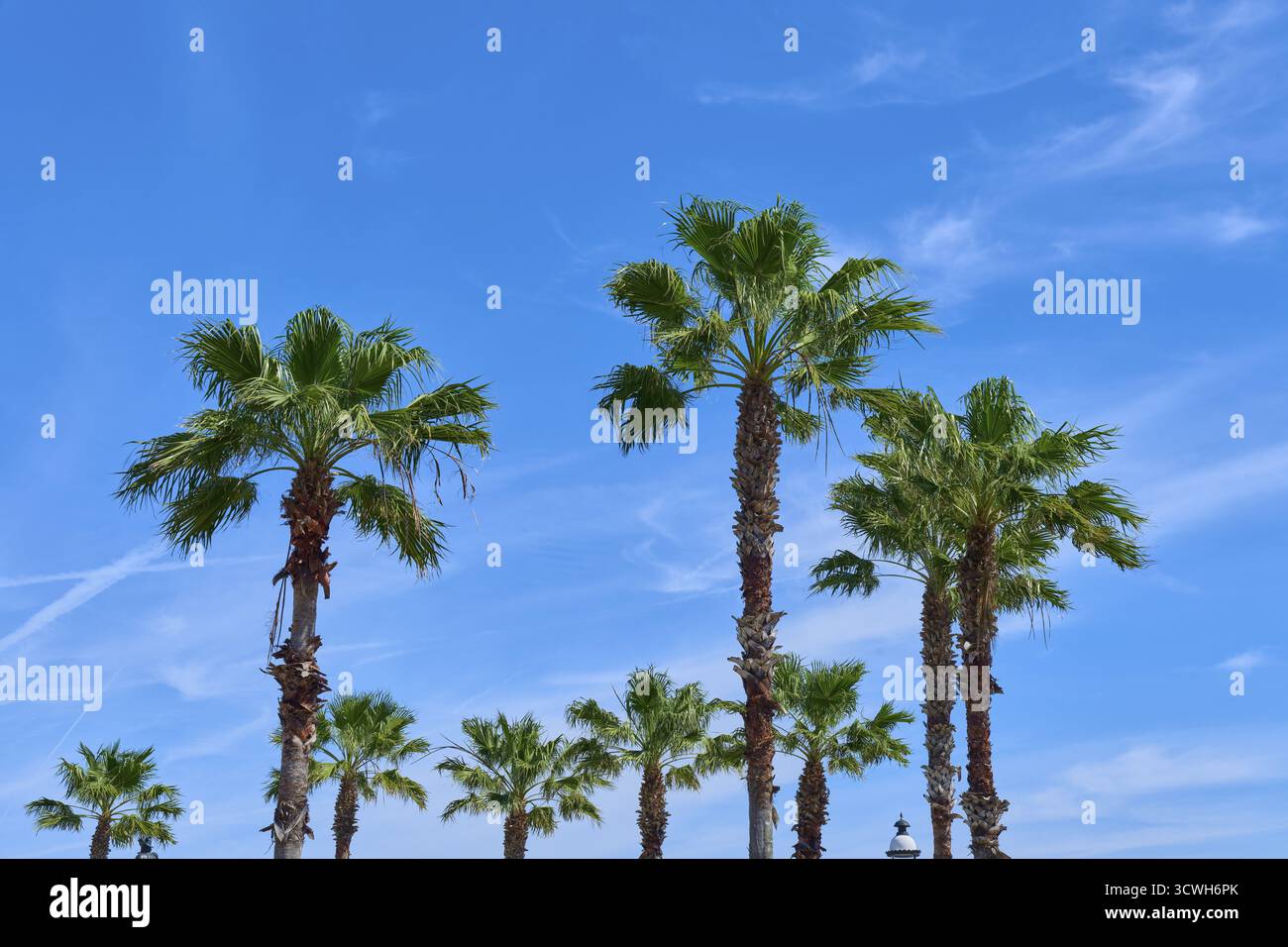Palmiers dans un cadre tropical sous un ciel clair et ensoleillé, Saint Augustine, Floride, USA Banque D'Images