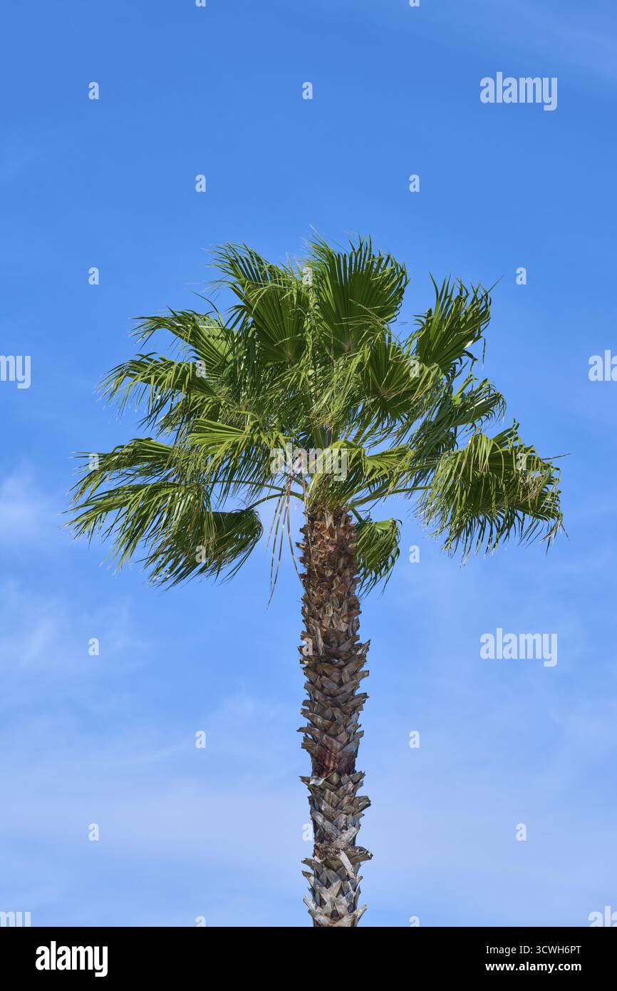 Gros plan d'un palmier contre un ciel bleu profond par une journée ensoleillée, Saint Augustine, Floride, USA Banque D'Images