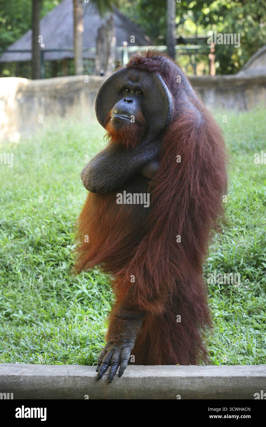 L'orang-outan adultes dans zoo. L'Indonésie Banque D'Images