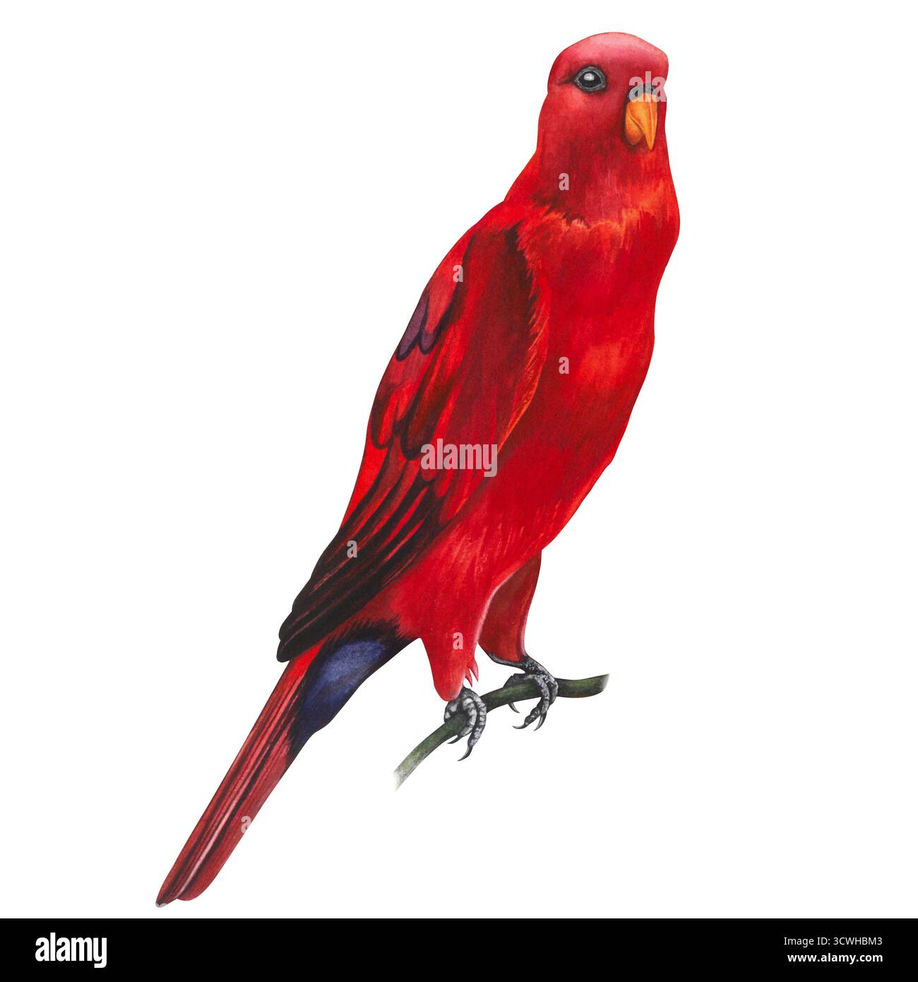 Red lory, perroquet. Illustration aquarelle sur un fond transparent, dessinée à la main pour papier peint et textiles Banque D'Images