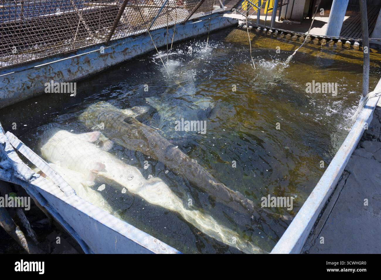 Poissons nageant dans un grand bassin d'élevage avec approvisionnement en eau, poisson-chat (Silurus glanis), ferme piscicole, Armash, province d'Ararat, Arménie Banque D'Images