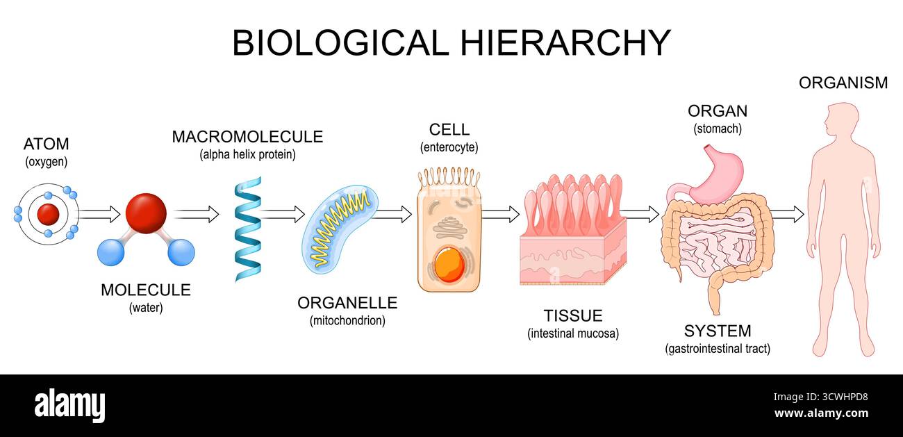 Hiérarchie biologique. Niveaux d'organisation de la vie de l'atome, molécule, macromolécule et organite à la cellule, tissu, organe, système et organis humain Illustration de Vecteur