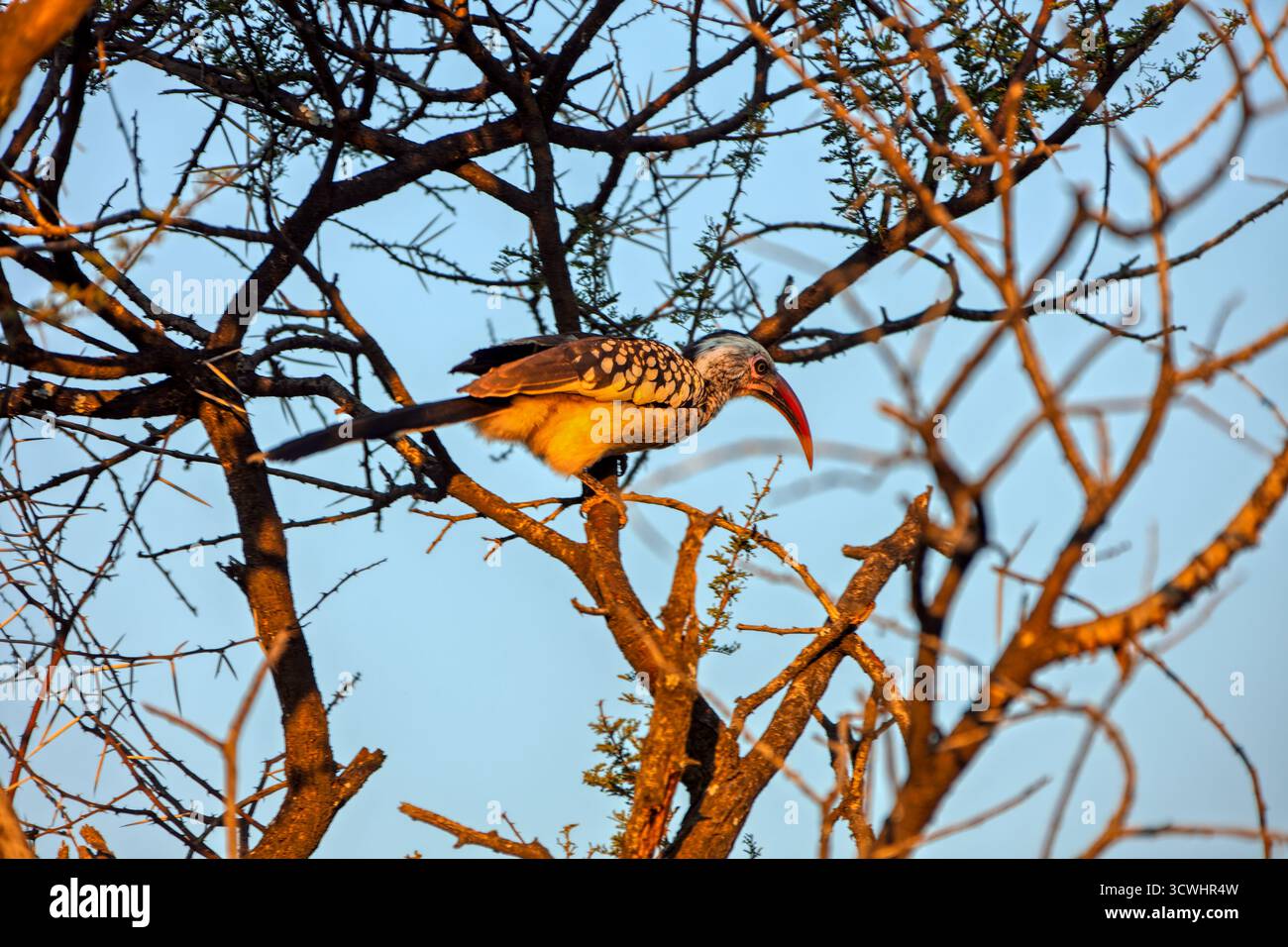 Bec de corne à bec rouge reposant dans les branches d'un arbre au Botswana, en Afrique Banque D'Images Bec de corne à bec rouge reposant dans les branches d'un arbre au Botswana, en Afrique Banque D'Images