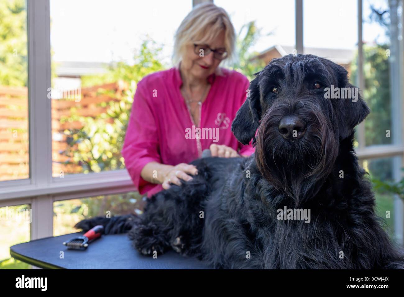 Gros chien noir Schnauzer damé est allongé sur la table en regardant la caméra. Banque D'Images