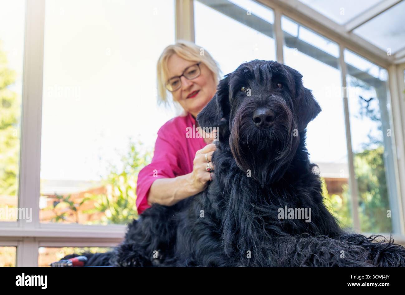 Femme souriante coupe Big Black Schnauzer Dog allongé sur la table en regardant la caméra. Horizontalement. Banque D'Images
