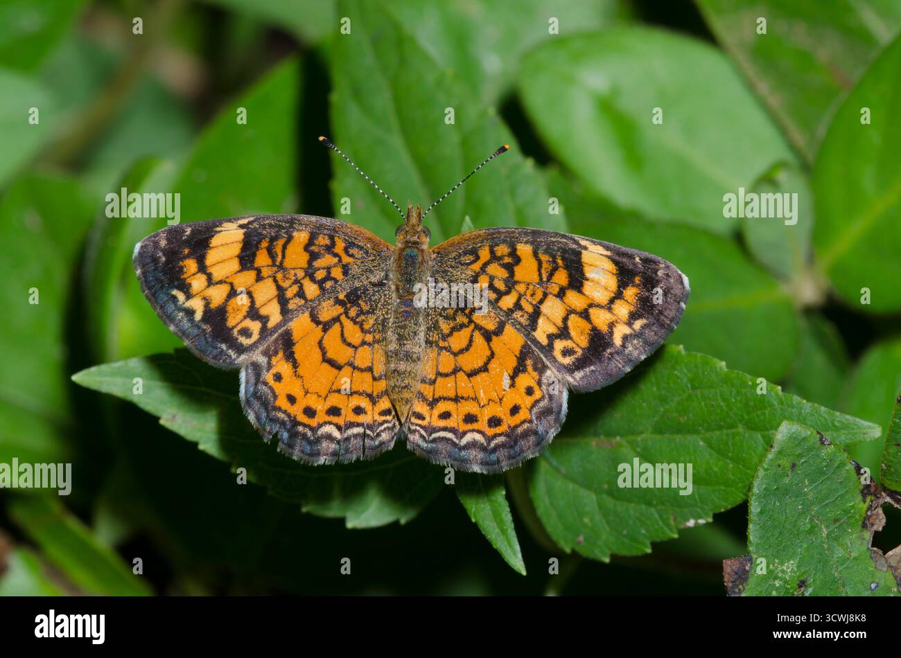 Phyciodes tharos Pearl Crescent, Banque D'Images