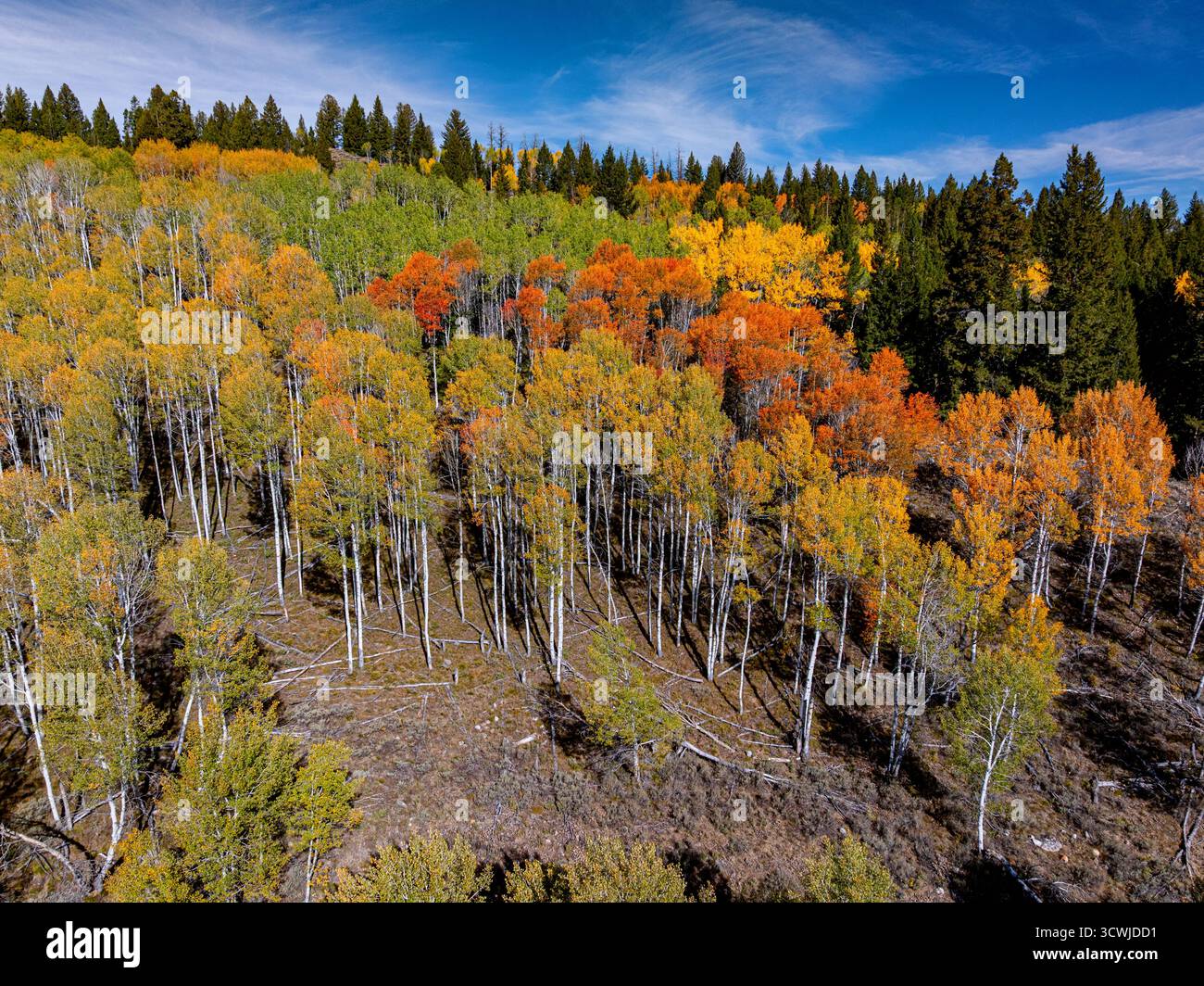 Pleine échelle de couleurs de tremble sur une colline Banque D'Images