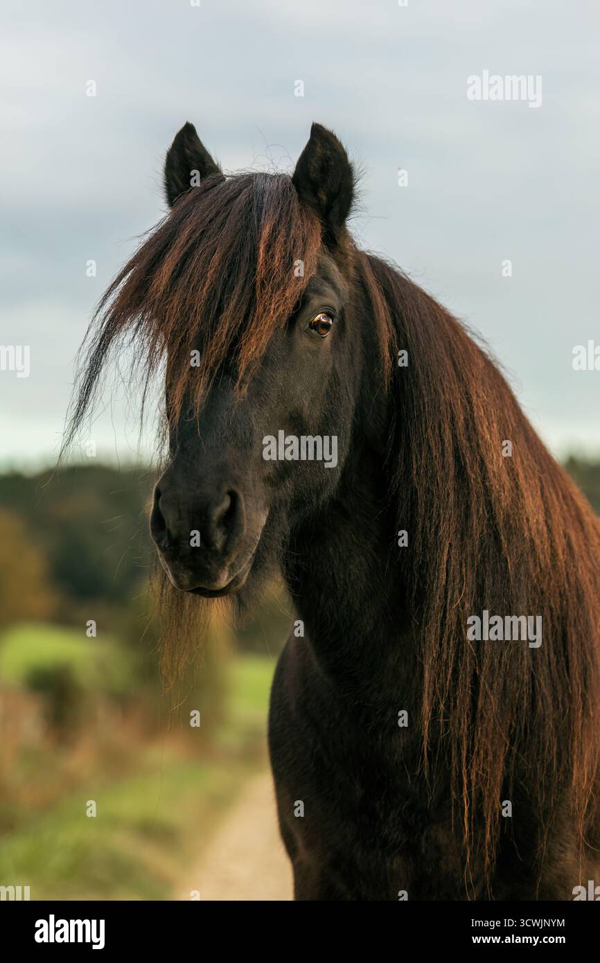 Cheval islandais noir avec une longue crinière debout à l'extérieur dans le paysage naturel pendant la saison de printemps Banque D'Images