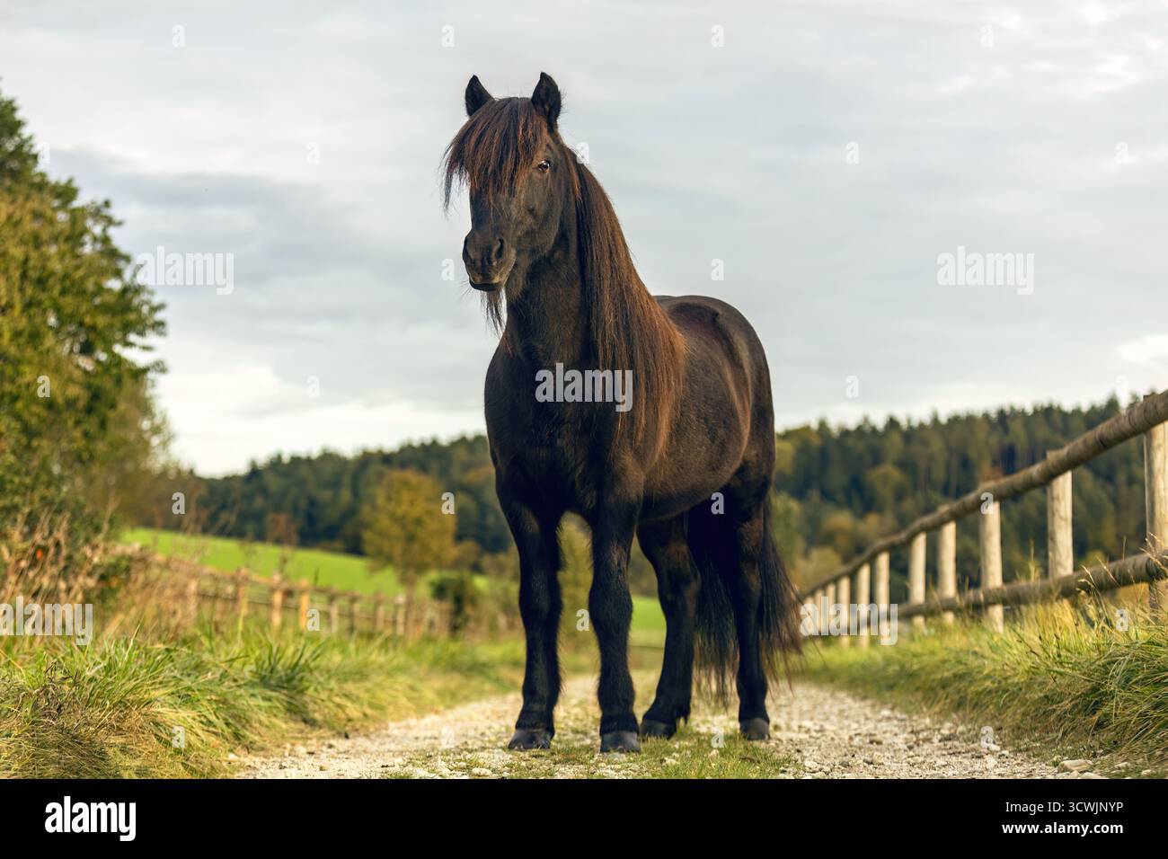 Cheval islandais noir avec une longue crinière debout à l'extérieur dans le paysage naturel pendant la saison de printemps Banque D'Images