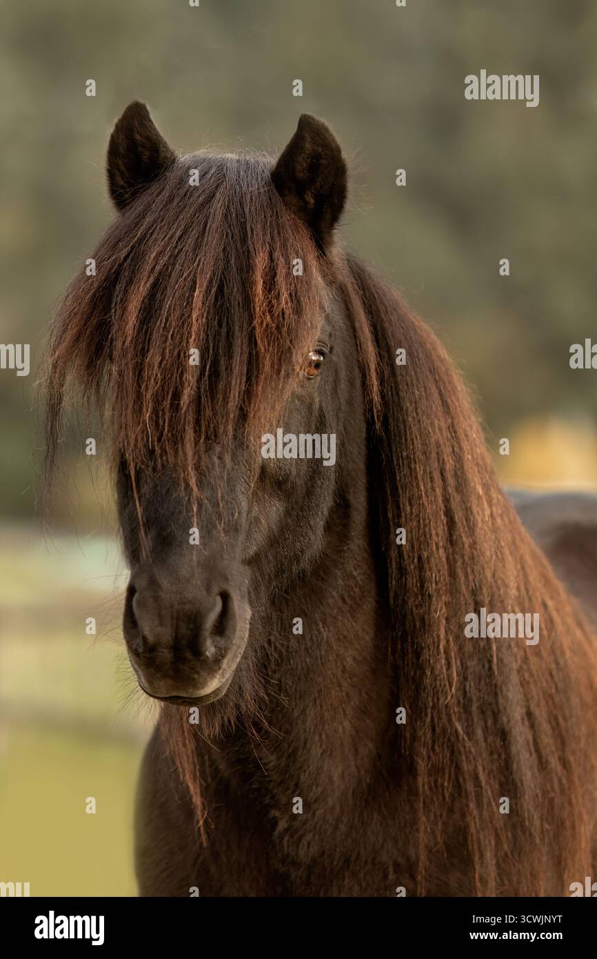 Cheval islandais noir avec une longue crinière debout à l'extérieur dans le paysage naturel pendant la saison de printemps Banque D'Images