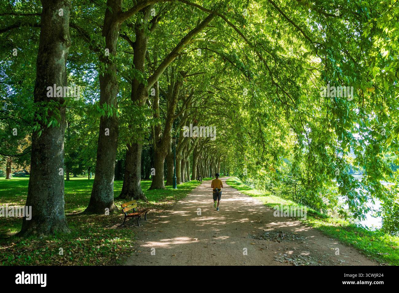 Vichy. Marcher à travers un sentier bordé d'arbres dans un parc ensoleillé, au bord de la rivière Allier par temps clair. Allier. Auvergne Rhône Alpes. France Banque D'Images