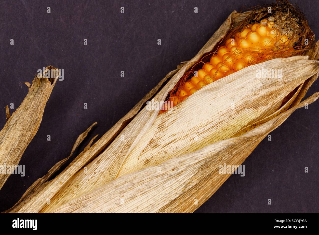 Épi de maïs séché, partiellement décortiqué, avec des grains visibles et des feuilles brunes texturées sur un fond sombre. Banque D'Images