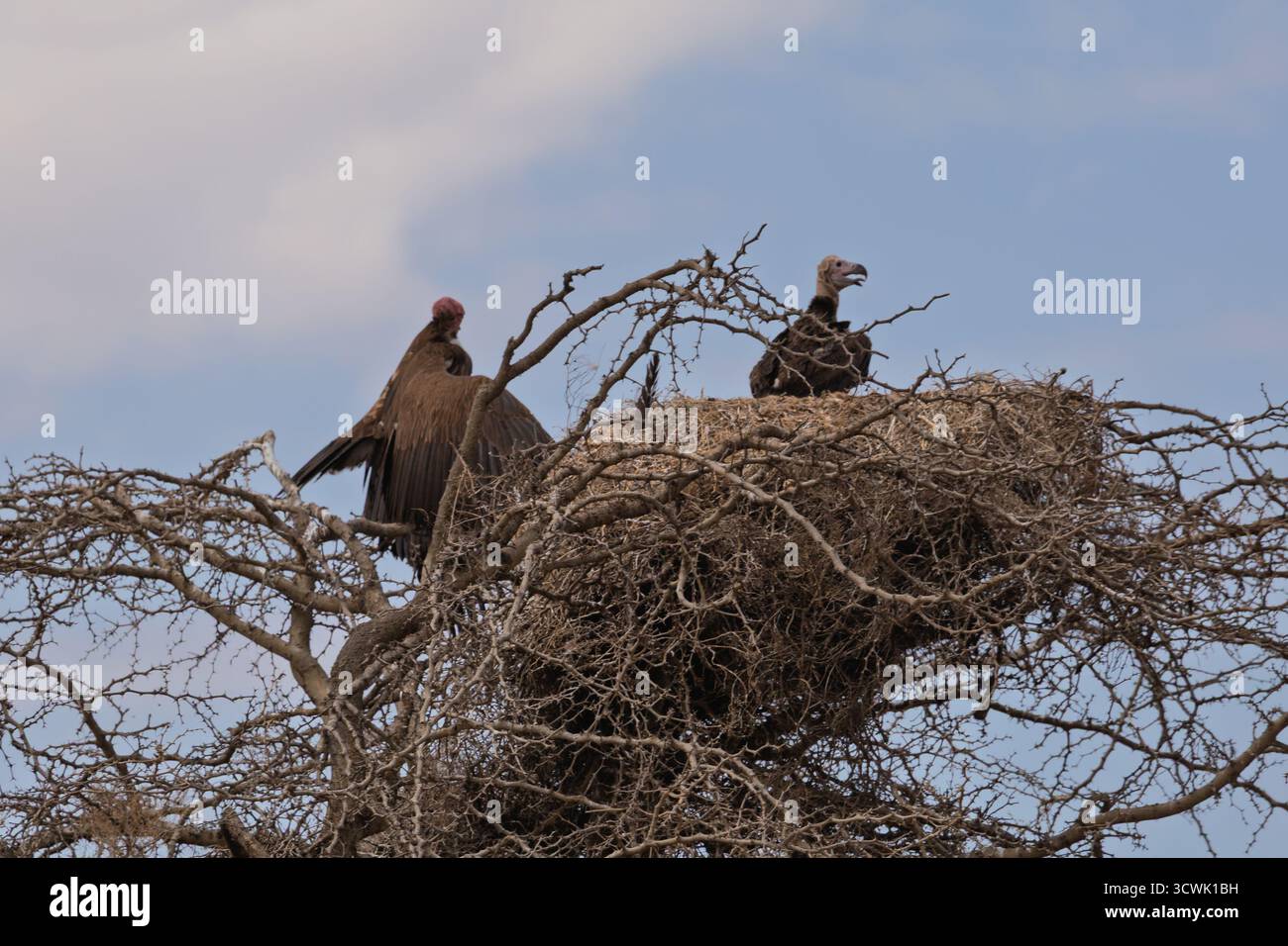 Deux vautours, un à face de Lappet et un à dos blanc, perchent dans leur nid dans le parc national du Serengeti, en Tanzanie, probablement pour la nidification ou le repos. Banque D'Images
