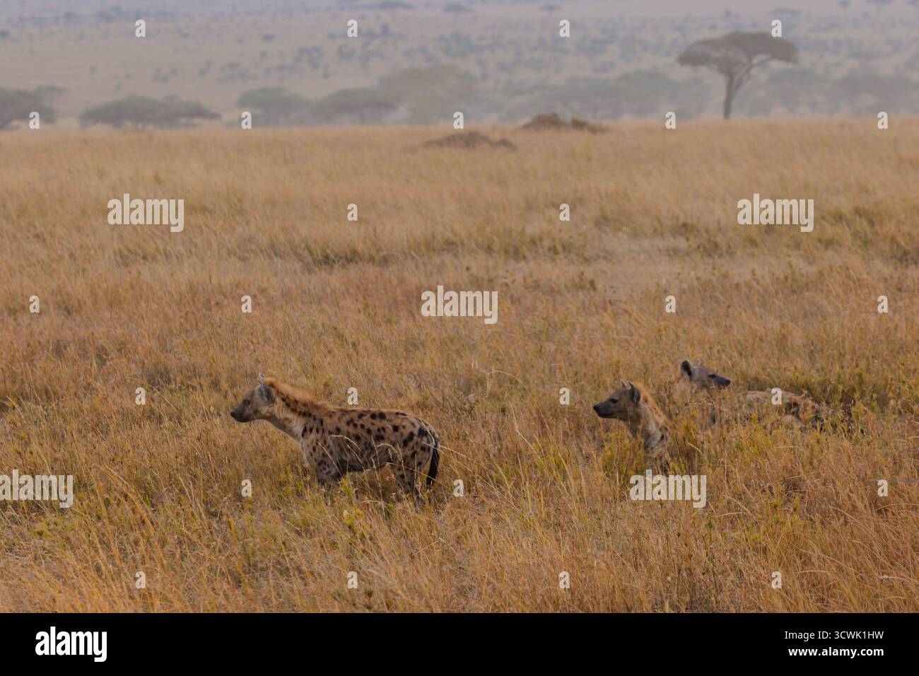 Des hyènes tachetées sillonnent le parc national du Serengeti en Tanzanie, se mélangeant à l'herbe haute et sèche à la recherche de leur prochain repas. Banque D'Images