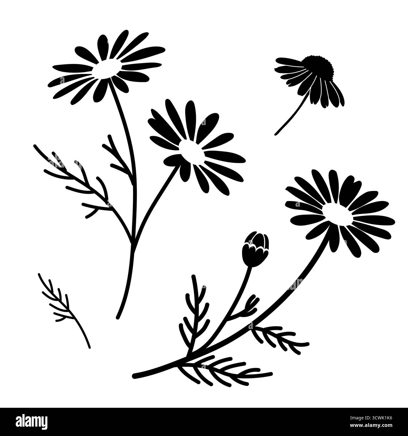 Ensemble vectoriel élégant de silhouettes de fleurs de camomille (Matricaria chamomilla) en noir et blanc, parfait pour le design, la décoration et les cosmétiques naturels. Illustration de Vecteur