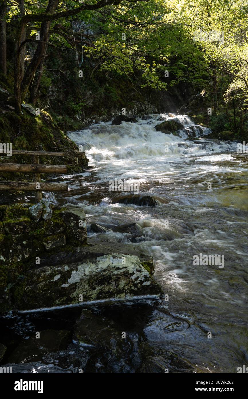 Ruisseau forestier à débit rapide qui tombe en cascade sur les rochers à travers la forêt printanière luxuriante du Lake District Banque D'Images