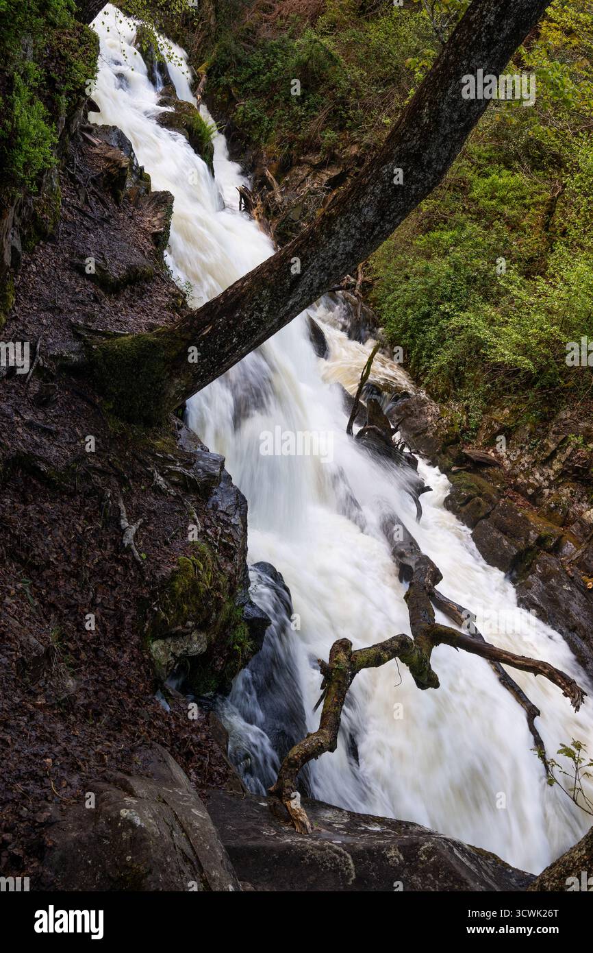 Cascade coulant à travers des rochers couverts de mousse et des bois dans le Lake District Banque D'Images